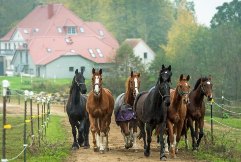 Hotel Gut Vorbeck Reitstall Pferdeherde